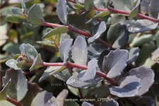Sedum cauticola 'Bertram Anderson'
