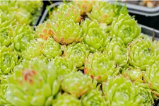 Sempervivum arachnoideum