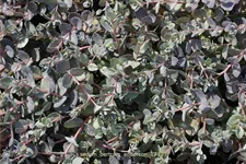 Sedum cauticola 'Bertram Anderson'