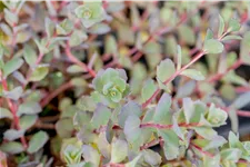 Sedum cauticola 'Bertram Anderson'