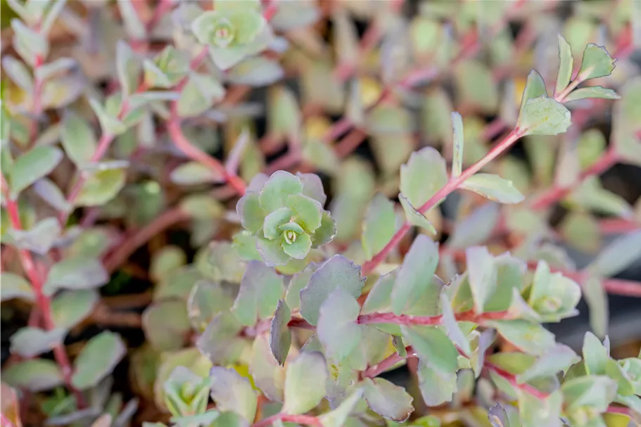 Sedum cauticola 'Bertram Anderson'