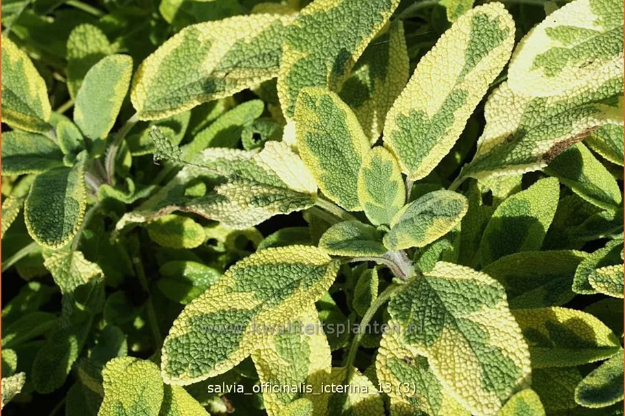 Salvia officinalis 'Icterina'