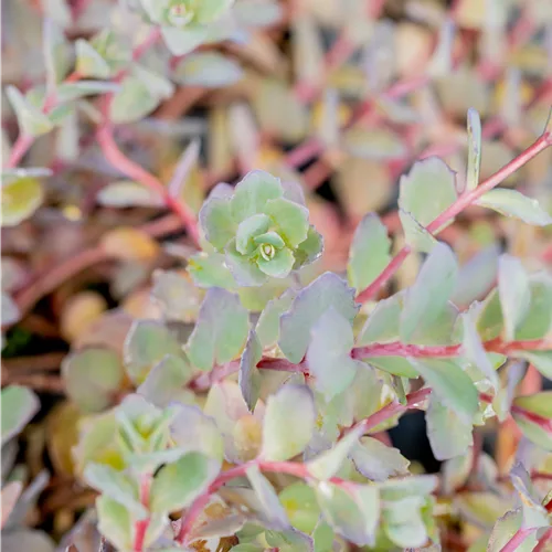 Sedum cauticola 'Bertram Anderson'