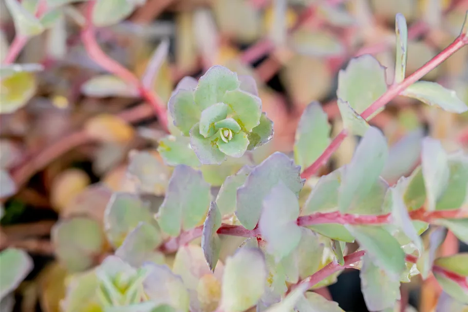 Sedum cauticola 'Bertram Anderson'