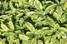 Salvia officinalis 'Icterina'