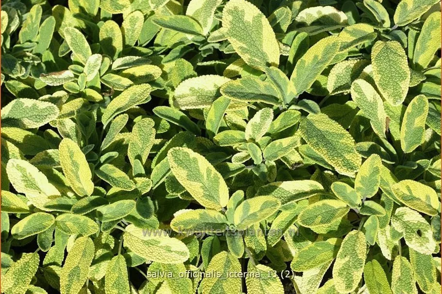 Salvia officinalis 'Icterina'