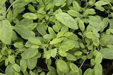 Salvia officinalis 'Icterina'