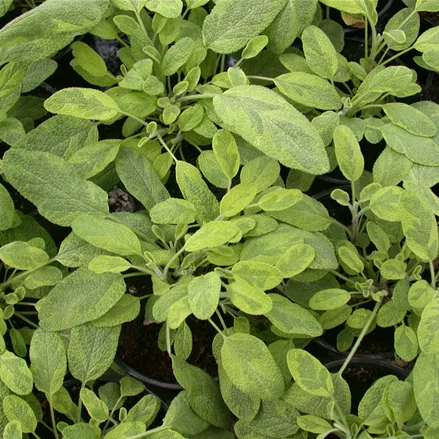 Salvia officinalis 'Icterina'