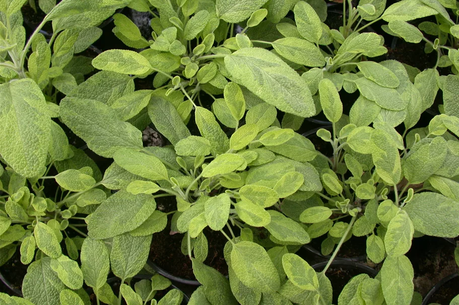 Salvia officinalis 'Icterina'