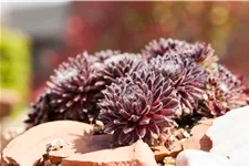 Sempervivum arachnoideum 'Rubrum'
