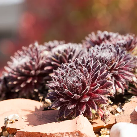 Sempervivum arachnoideum 'Rubrum'
