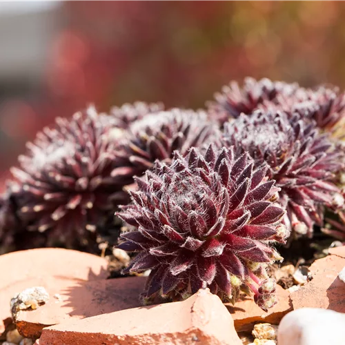 Sempervivum arachnoideum 'Rubrum'