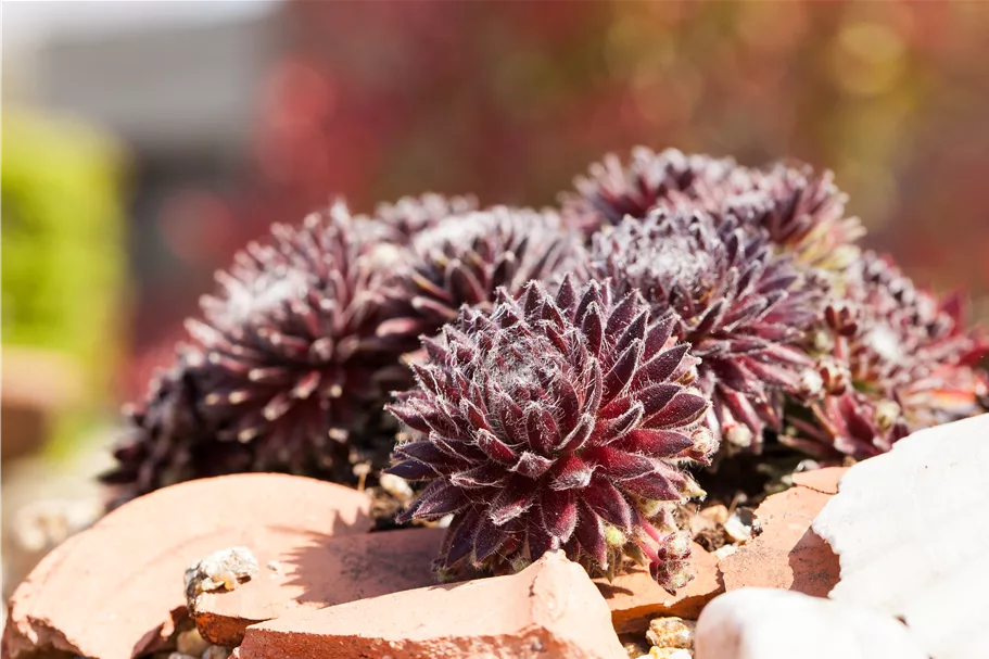 Sempervivum arachnoideum 'Rubrum'