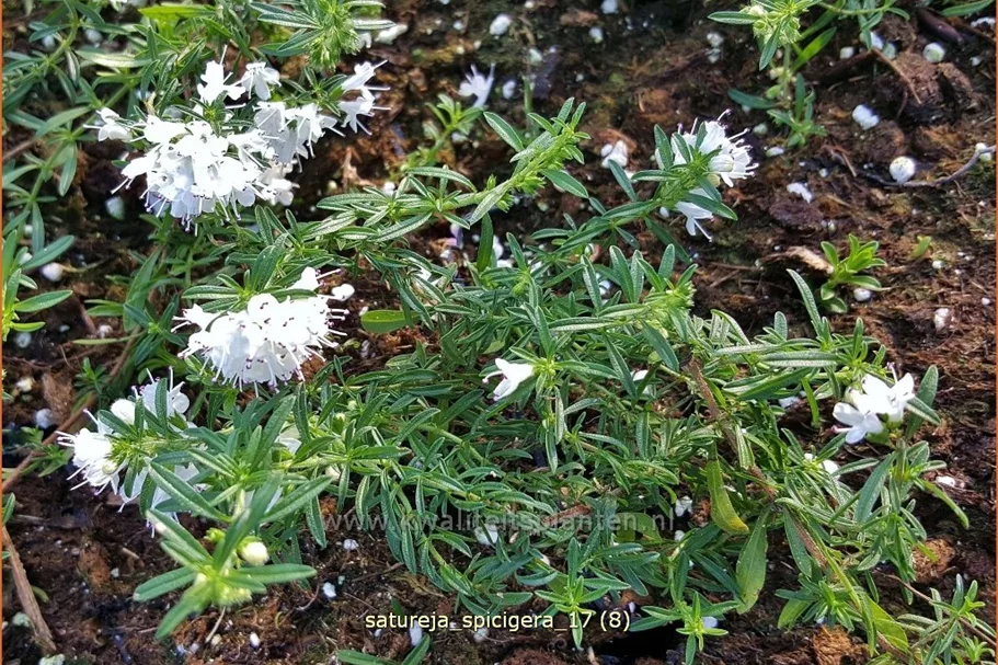 Satureja spicigera