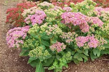 Sedum spectabile 'Carl'