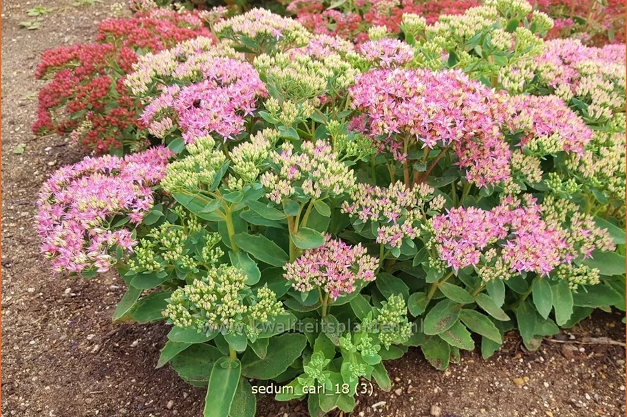 Sedum spectabile 'Carl'