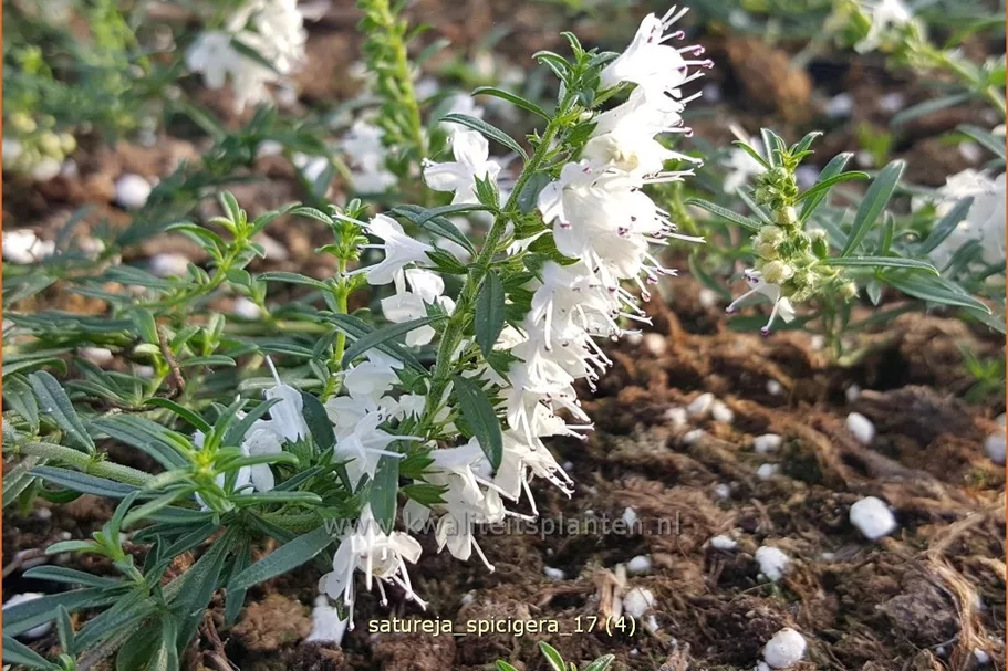 Satureja spicigera