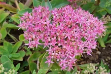 Sedum spectabile 'Carl'