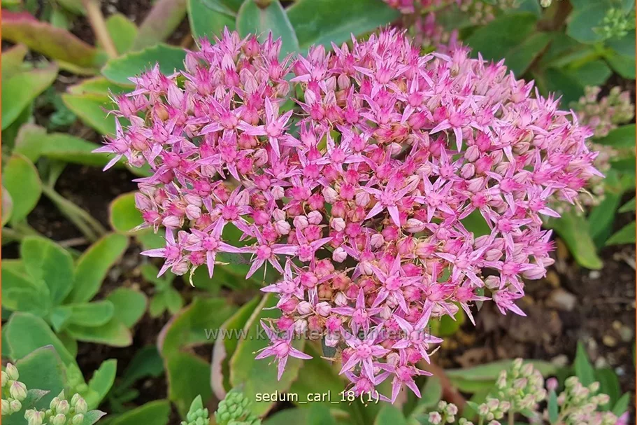 Sedum spectabile 'Carl'