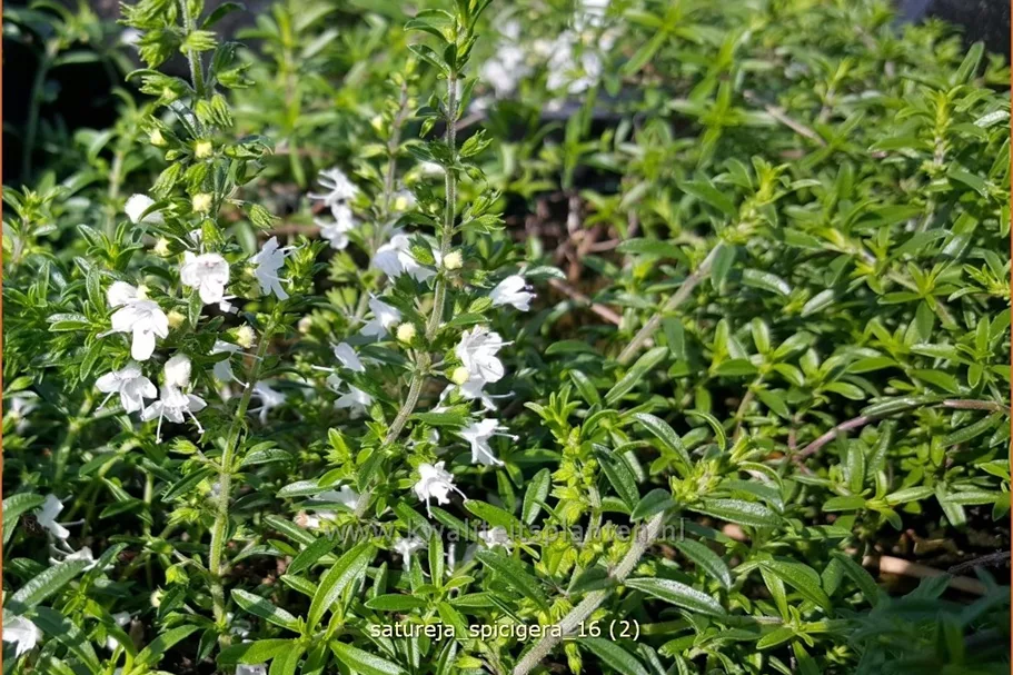 Satureja spicigera