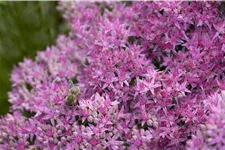 Sedum spectabile 'Carl'