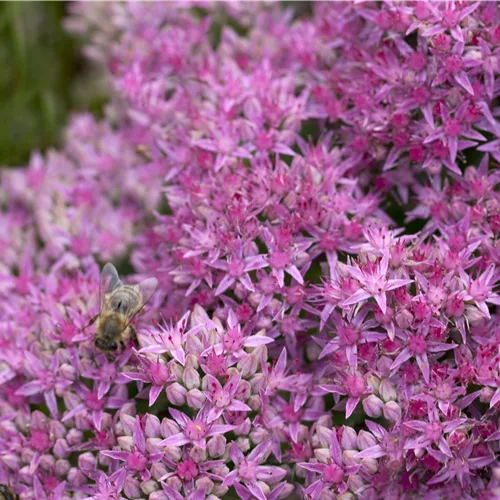 Sedum spectabile 'Carl'
