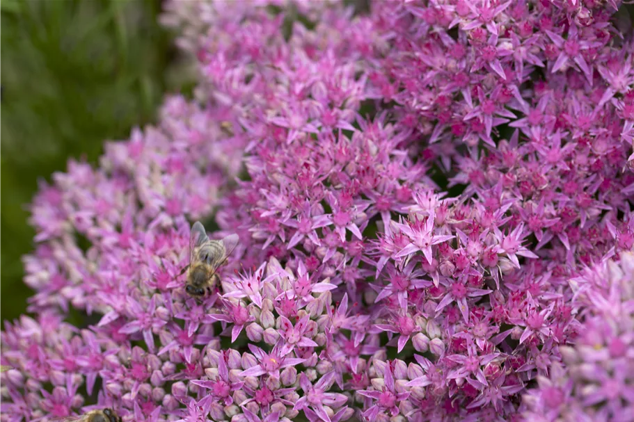 Sedum spectabile 'Carl'