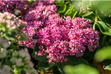 Sedum spectabile 'Carl'