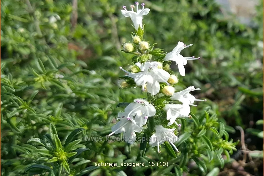 Satureja spicigera