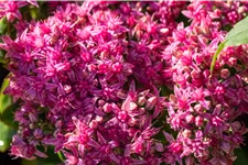 Sedum spectabile 'Carl'