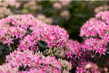 Sedum spectabile 'Carl'