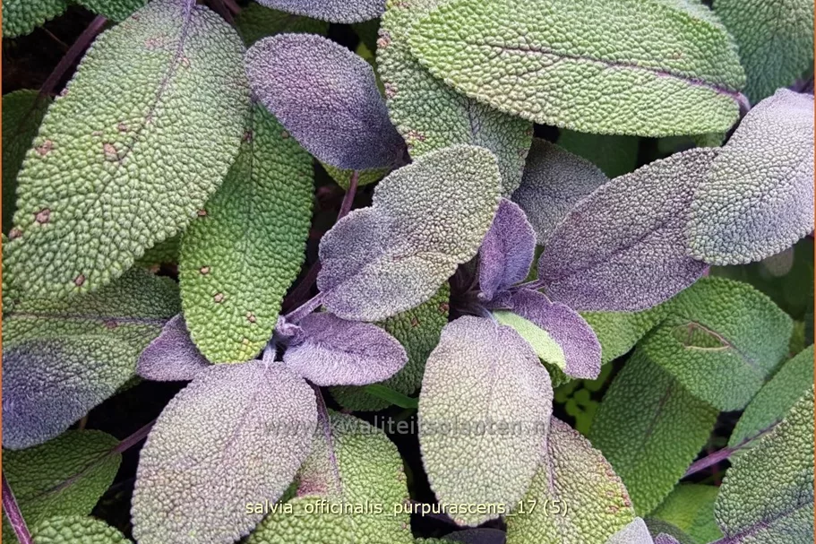 Salvia officinalis 'Purpurascens'