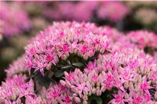 Sedum spectabile 'Carl'