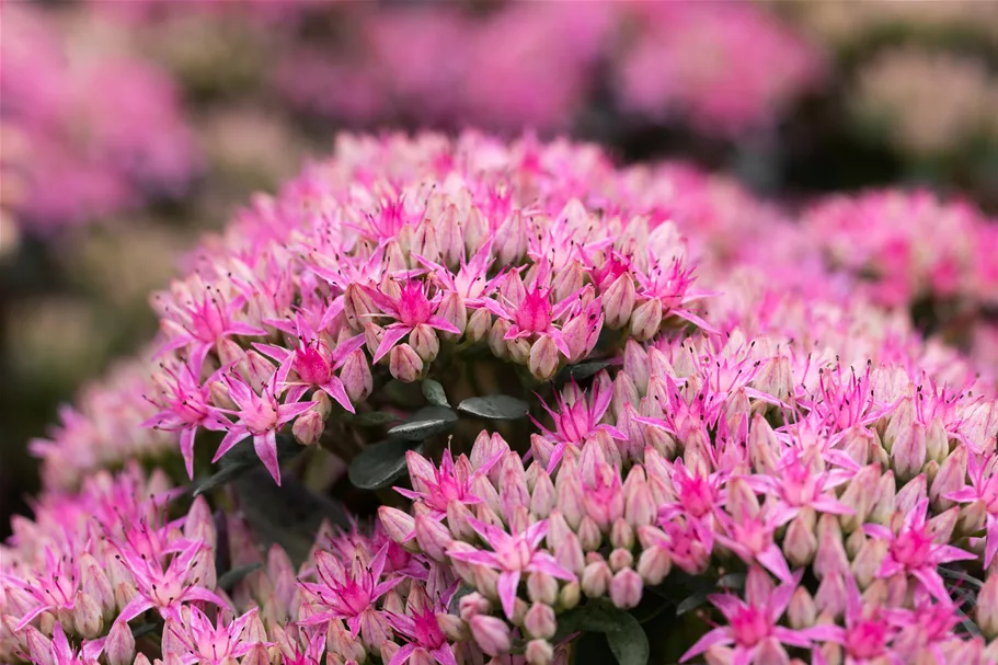 Sedum spectabile 'Carl'