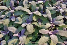 Salvia officinalis 'Purpurascens'