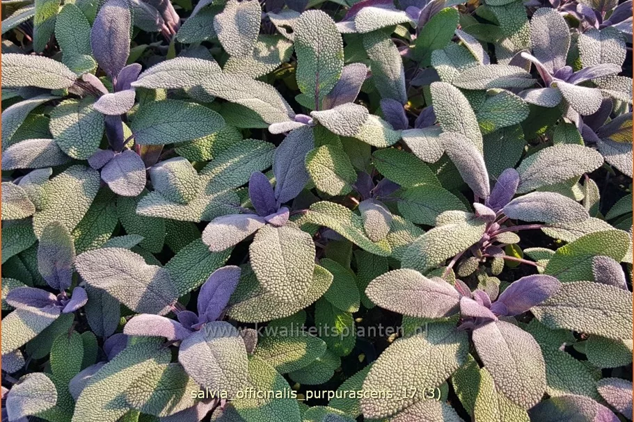 Salvia officinalis 'Purpurascens'