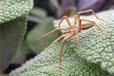 Salvia officinalis 'Purpurascens'