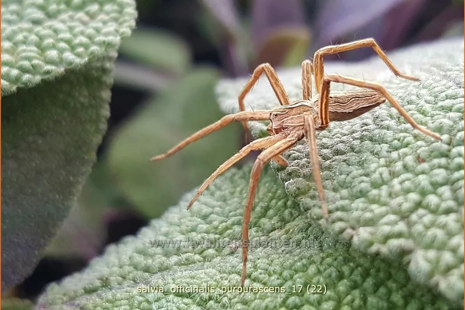 Salvia officinalis 'Purpurascens'