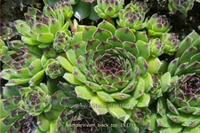 Sempervivum 'Black Top'
