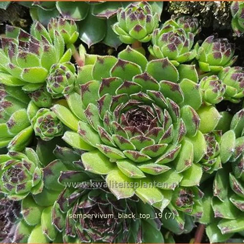 Sempervivum 'Black Top'