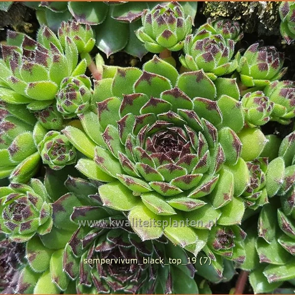 Sempervivum 'Black Top'