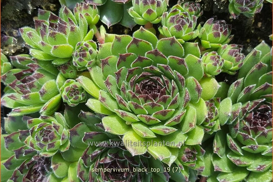 Sempervivum 'Black Top'