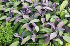 Salvia officinalis 'Purpurascens'