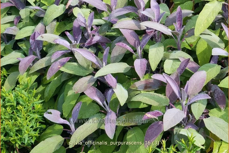 Salvia officinalis 'Purpurascens'