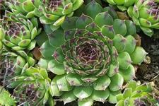Sempervivum 'Black Top'
