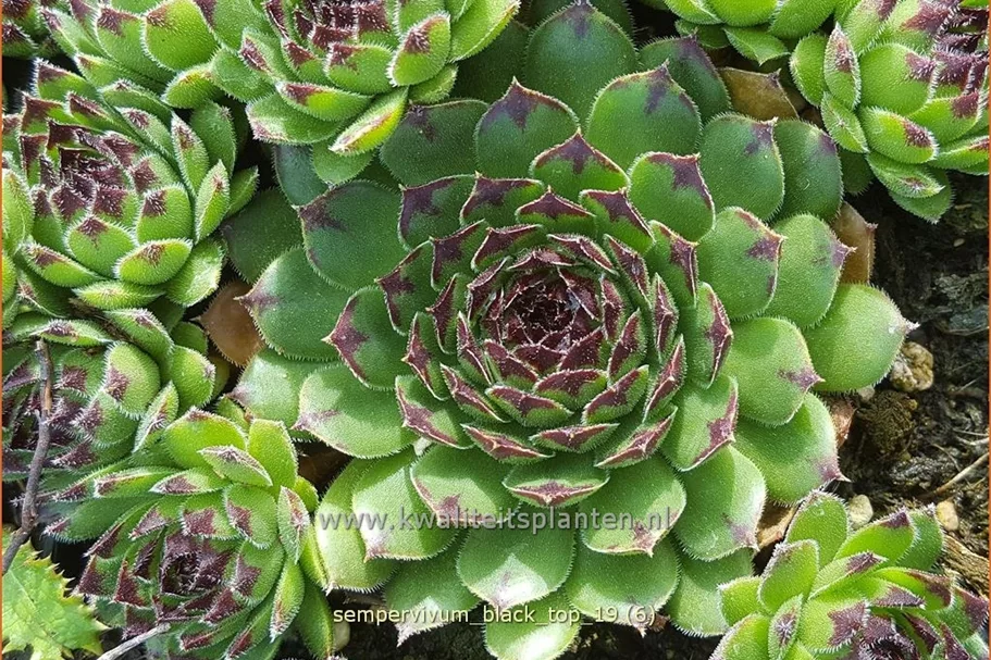 Sempervivum 'Black Top'