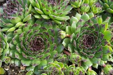 Sempervivum 'Black Top'
