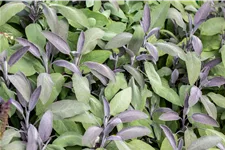 Salvia officinalis 'Purpurascens'