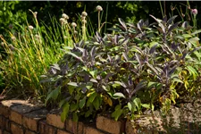 Salvia officinalis 'Purpurascens'