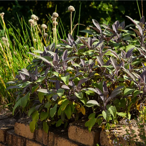 Salvia officinalis 'Purpurascens'